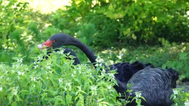 Cisnes Negros Cygnus Atratus Habitat Natural — Vídeo de Stock