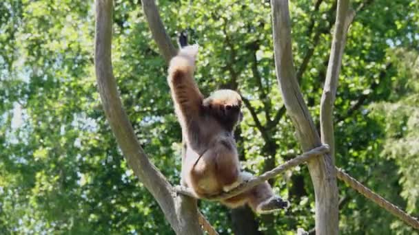 Reprodukční Larev Gibbonů Přirozeném Prostředí Gibbonů — Stock video