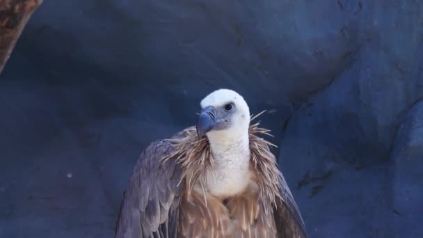 Vulturul Grifon Habitatul Natural — Videoclip de stoc