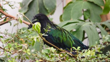 iki Nicobar güvercini veya Nicobar güvercini doğal ortamda