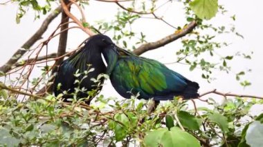 iki Nicobar güvercini veya Nicobar güvercini doğal ortamda