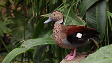 Doğal ortamdaki halkalı deniz mavisi (Callonetta leucophrys)