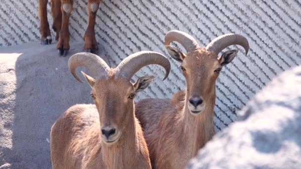 Δύο Βαρβαρικά Πρόβατα Ammotragus Lervia Φυσικό Περιβάλλον — Αρχείο Βίντεο