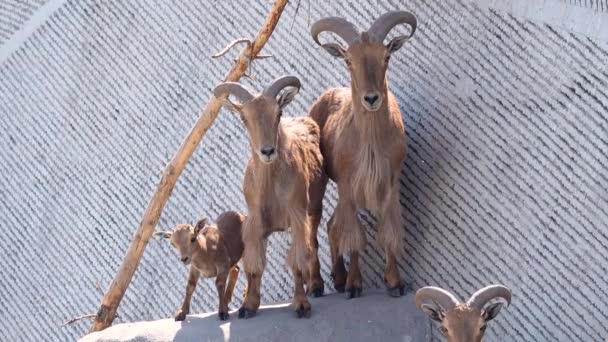 Doğal Yaşam Ortamında Aile Barbar Koyunu Ammotragus Lervia — Stok video