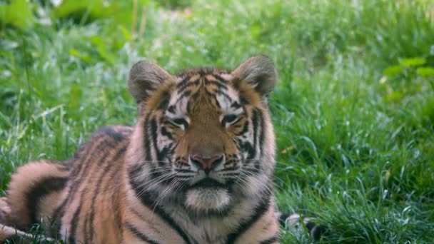 虎は緑の草の上に横たわっている スローモーション — ストック動画