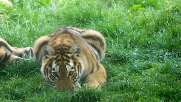 老虎近身躺在绿草上 — 图库视频影像