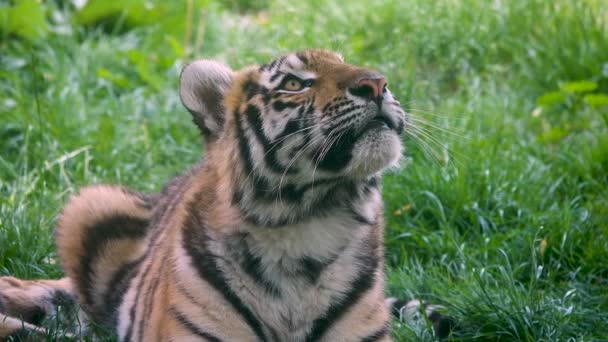 Тигр Крупным Планом Лежит Зеленой Траве — стоковое видео