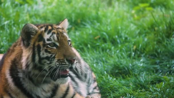 Tiger Närbild Ligga Det Gröna Gräset — Stockvideo