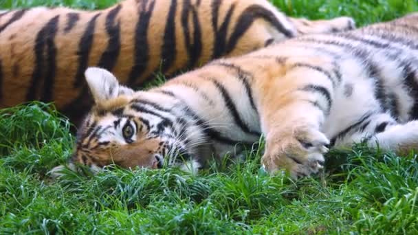 Två Tigrar Ligger Det Gröna Gräset — Stockvideo