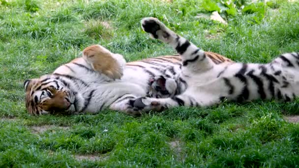 Dos Tigres Yacen Sobre Hierba Verde — Vídeo de stock