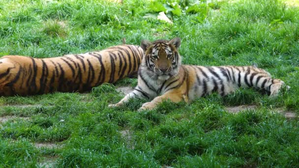 Två Tigrar Ligger Det Gröna Gräset Slow Motion — Stockvideo