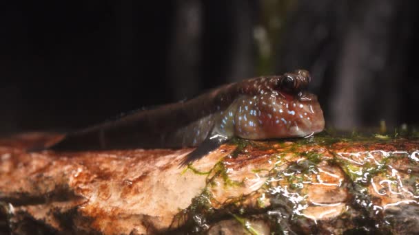 Płastuga Błotna Periophthalmus Barbarus Środowisku Naturalnym — Wideo stockowe