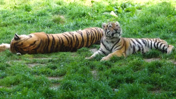 Dos Tigres Yacen Sobre Hierba Verde — Vídeos de Stock