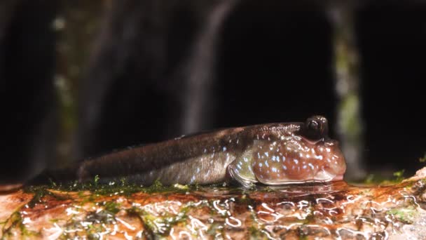 Hespérie Atlantique Periophthalmus Barbarus Dans Habitat Naturel — Video