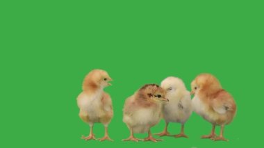 Yeşil ekranda çığlıklar atan yeni doğmuş piliçler