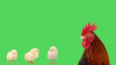 Bir horozun portresi çığlık atan tavukların arka planında yeşil ekran
