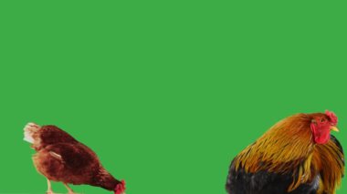 Tavuk ve horoz yeşil ekranda