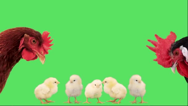 Höna Och Tupp Mot Bakgrund Skrikande Kycklingar Grön Skärm — Stockvideo