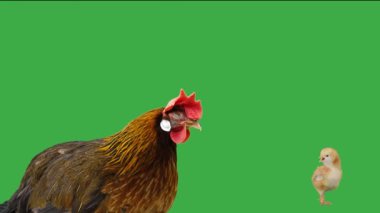 Çığlık atan yeşil tavuk perdesinin arkasında duran bir tavuk portresi.