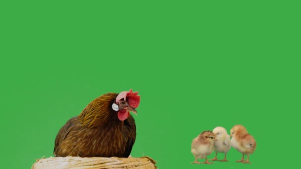 坐在新生小鸡背景下的母鸡绿色屏风 — 图库视频影像