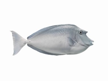 Bluespine unicornfish beyaz arka planda izole edildi