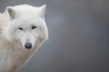 Kutup kurdu, karlı bir ormanın arka planında oturuyor.