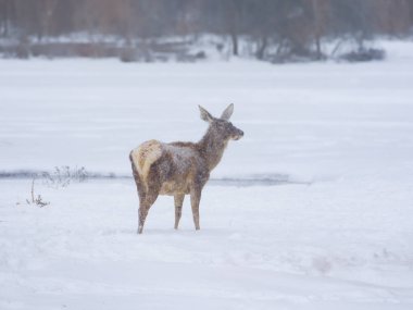  Kar fırtınası ve kar yağışı sırasında dişi geyik ormanın arka planında durur.