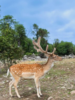 Orman arka planında vahşi bir sika geyiği