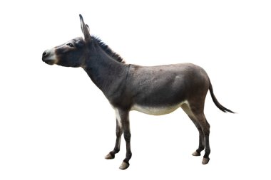 Somali eşeği beyaz arka planda izole edilmiş.