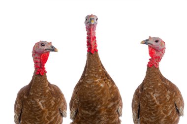 Beyaz arka planda izole edilmiş kırmızı burbon hindileri portreleri