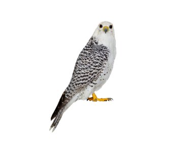 Falco Rusticolus beyaz arkaplanda izole edildi