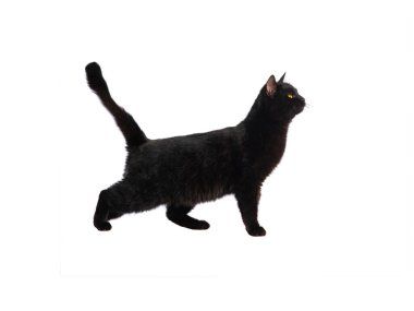 Kara kedi beyaz bir arka plan üzerinde izole