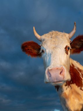 Batan bir ineğin portresi.