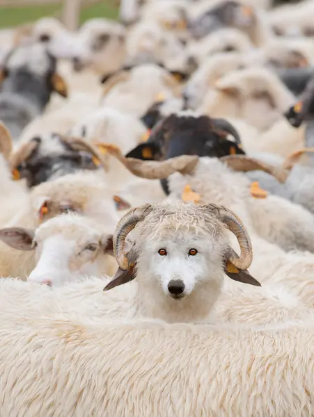 wolf in sheep\'s clothing among the between sheeps