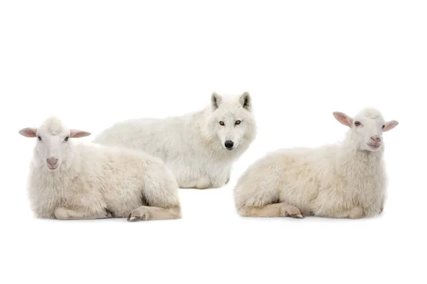 Λύκος Ενδύματα Προβάτων Πρόβατα Που Απομονώνονται Λευκό Φόντο — Φωτογραφία Αρχείου