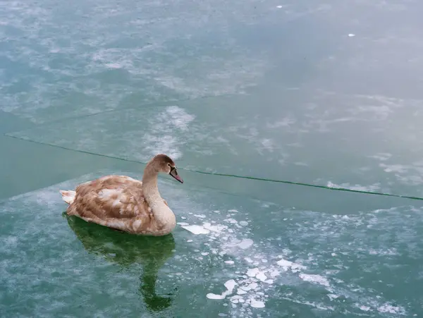 First Winter Young Swan Lies Frozen Ice — Stock Photo, Image
