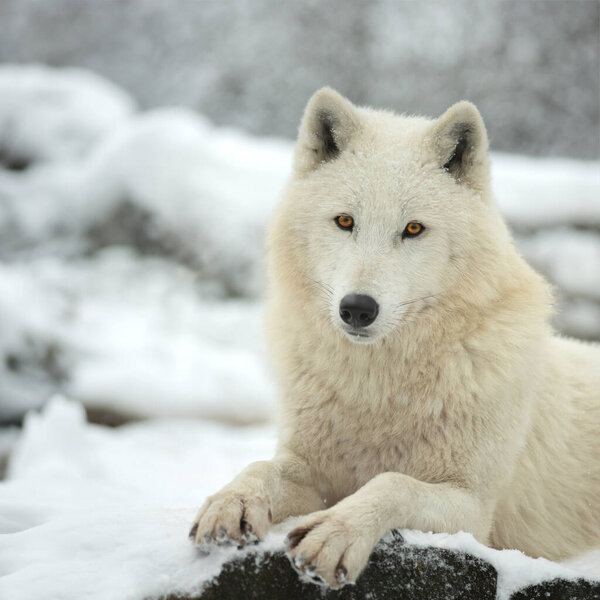Polar wolf sitting against the backdrop of a snowy forest