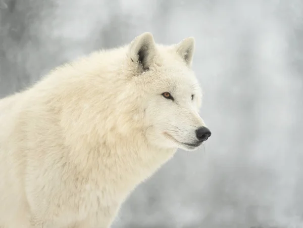 Lobo Polar Sentado Contra Pano Fundo Uma Floresta Nevada — Fotografia de Stock