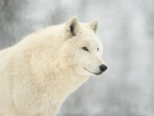 Polar wolf sitting against the backdrop of a snowy forest