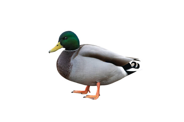 male mallard duck isolated on a white background