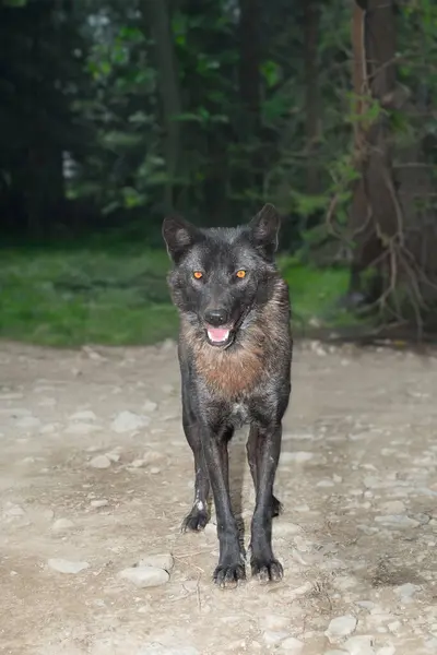Canadian wolf standing against the background of the forest