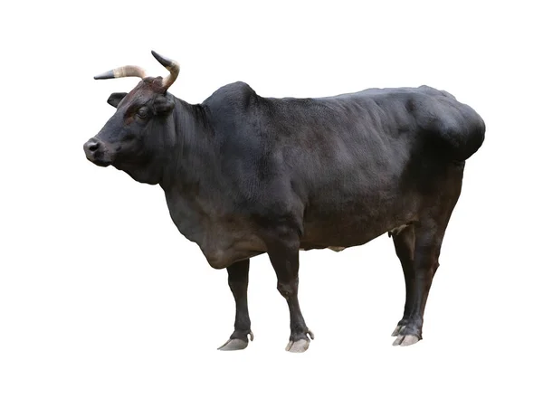 Black Zebu Cattle Isolated White Background — Photo