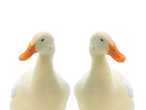 two ducks white isolated on white background