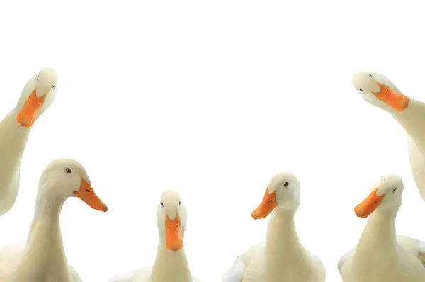 portrait ducks white isolated on white background
