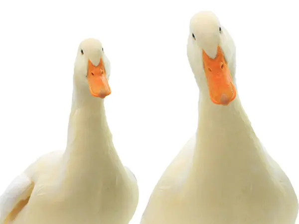 portrait ducks white isolated on white background