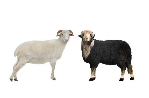 Πρόβατα Που Απομονώνονται Λευκό Φόντο — Φωτογραφία Αρχείου
