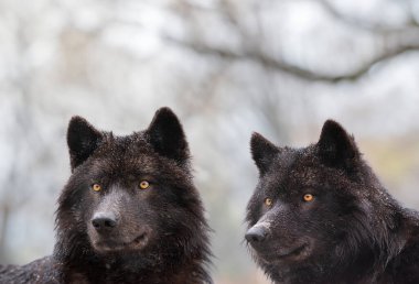 Ormanda yaşayan Kanadalı kurtların portresi