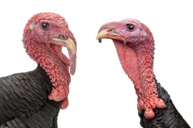 Beyaz arka planda izole edilmiş bronz erkek hindi portresi.