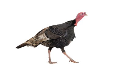 Yürüyen erkek bronz hindi, beyaz arka planda izole edilmiş.