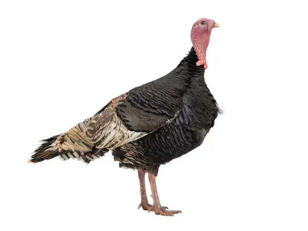 Male Bronze Turkey Isolated White Background — Stock Photo, Image